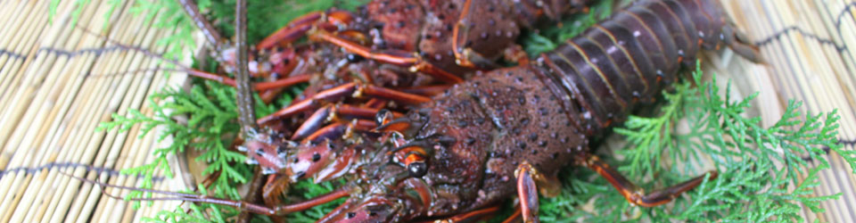  伊勢海老 瞬間冷凍