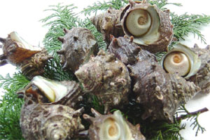 貝類（牡蠣・さざえ・大アサリ・アパッパ）