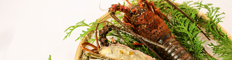 マルカ水産の伊勢海老 当店は三重県産の最高級国産天然伊勢海老」を販売しております。三重県ブランド第一号の伊勢海老です。本物を提供しています。