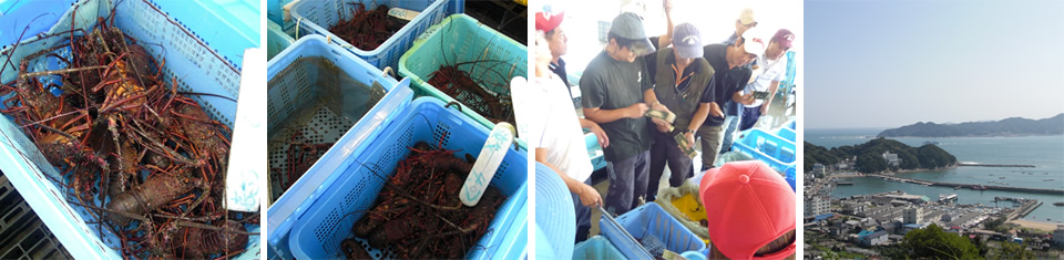三重県の伊勢海老漁