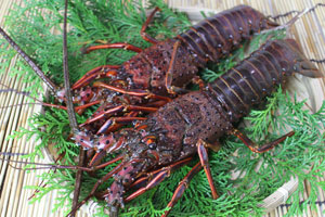 天然国産 伊勢海老