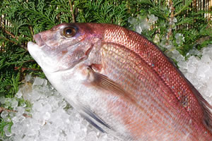 鮮魚（とらふぐ・ヒラメ・真鯛・ワラサ・カンパチ）