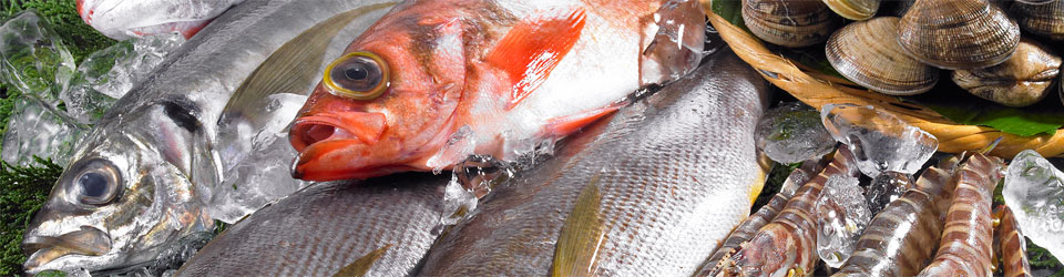 マルカ水産の鮮魚（とらふぐ・ヒラメ・真鯛・天然魚 他）